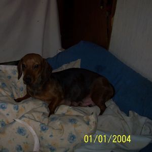 Meet your Posher, Patty